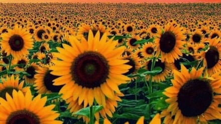 د قرآن له نظره  د انسانانو برابري 