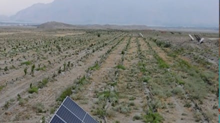 سرمایه گذاری در سکتور زراعت در ولایت لغمان