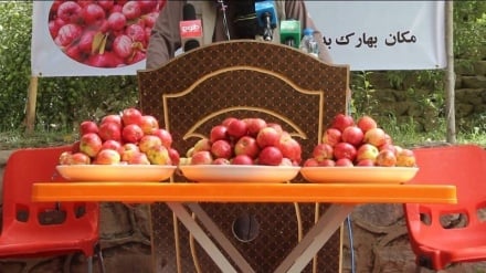 برگزاری جشنواره فرهنگی و ادبی «سیب رخش» در بدخشان