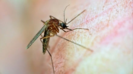 تېرکال افغانستان کې د ملاریا پېښې ۱۴.۶ سلنه کمې شوي