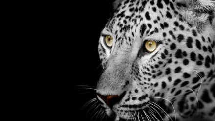 एक ज़ायोनी का ईरानी तेंदुए द्वारा मारे जाने का मामला क्या था? + एक उपयोगकर्ता की राजनीतिक प्रतिक्रिया