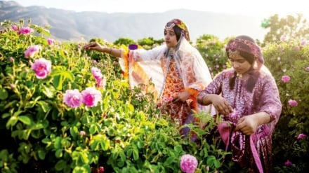 ایران؛ قطب جهانی تولید گل محمدی و گلاب با سهم 40 درصدی بازار+تصاویر