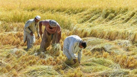 طرح  10 میلیون پوندی فائو برای کمک به امنیت غذایی روستاییان افغانستانی