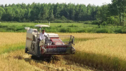 Qilonədə şartuki sahəon 55% çıniyə bıə