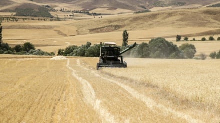 برداشت بیش از  ۴ میلیون تن گندم از مزارع افغانستان