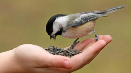 Аз некии беминнат то забони ширин, ду панди ҷовидона аз Саъдӣ; шоири эронӣ