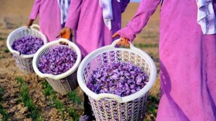 تولید و صادرات زعفران افغانستان افزایش یافت