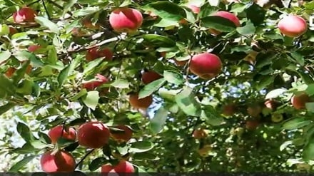 باغ‌های سیب غزنی پربار، بی‌رونقی در بازار