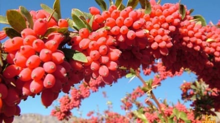 Agracejo: Una Semilla Roja con Mil Propiedades + Imágenes 