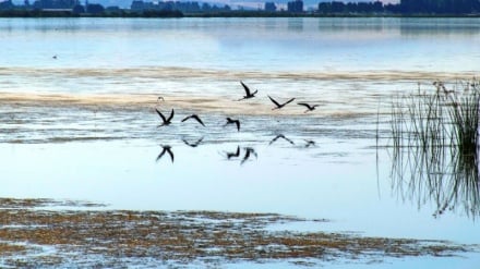 İran’ın Sulduz Sulak Alanı, Göçmen Gri Turnalara Ev Sahipliği Yapıyor