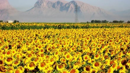 گزارش تصویری | شهریور در قاب ایران؛ از دشت‌های آفتابگردان تا مسابقات دوومیدانی بانوان 