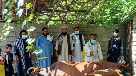 ثبت یک مورد مثبت ابتلا به بیماری تب کنگو در ولایت لغمان