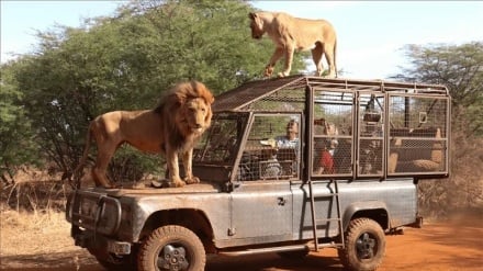 Si ka ndikuar dekolonizimi dhe ringjallja e identitetit kombëtar në industrinë e turizmit të Afrikës?