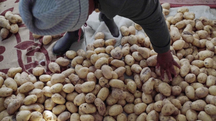 Ulimaji viazi ulivyobadili sekta ya kilimo nchini Lesotho 