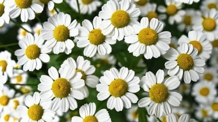 Kamomili; një bimë medicinale e përdorur gjerësisht në mjekësinë tradicionale iraniane