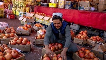 فصل برداشت انار در قندهار