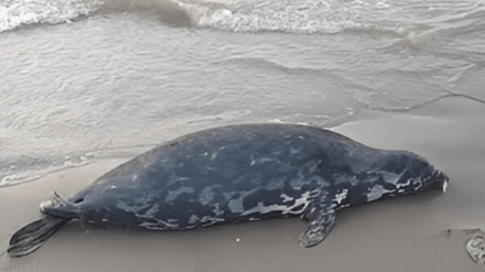  ایران پیشگام حفاظت از محیط زیست دریای خزر