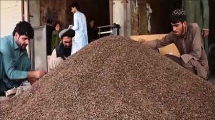 افزایش سه برابری حاصلات جلغوزه در خوست 