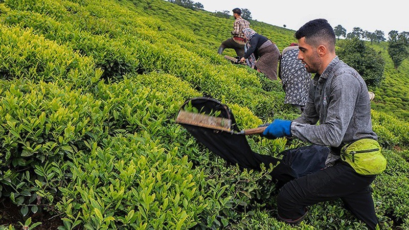 برداشت چای در فومن ایران