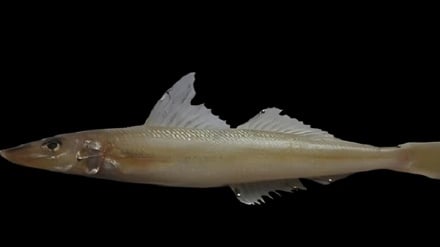 新型鱼类物种的发现和全球注册      