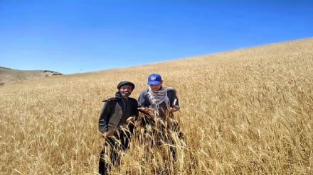 بحران خشک‌سالی خانواده‌های افغان را به زانو درآورده است