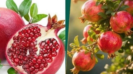 افزایش صادرات انار در قندهار 