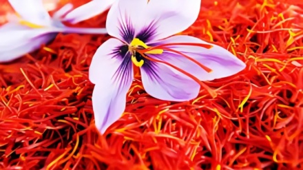 L’Iran domine le marché mondial du safran avec 90 % de la production