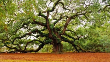 Sagesse persane | Plus l’arbre est chargé, plus il s’incline