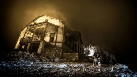 برندگان مسابقه عکاسی حیات وحش ۲۰۲۵
