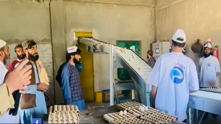 خودکفایی قندهار در تولید گوشت و تخم مرغ 