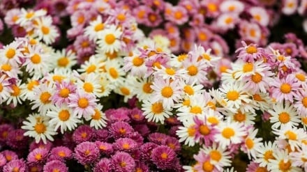 گزارش تصویری آبان در قاب ایران؛ از جشنواره گل‌های داوودی تا نمایشگاه سراسری صنایع دستی 