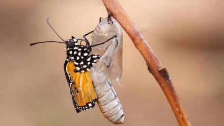 د پارسي لرغونې پندونه | خبرې بس دي؛ د کار وخت رسېدلی