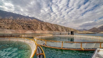 イランの養殖魚輸出が7億ドル規模に