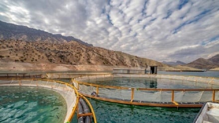 د ایران د کبانو محصولاتو صادرات له ۷۰۰ میلیون ډالرو څخه واوښتل