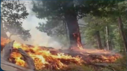 آتش به جان جنگل نورستان؛ شعله‌ها هنوز زبانه می‌کشد