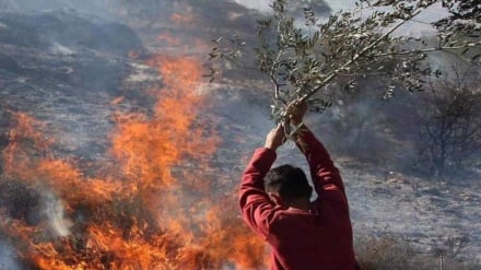 ONU : niveau record des attaques de colons israéliens depuis 20 ans