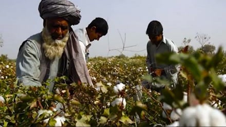 افزایش حاصلات پخته در ولایت ننگرهار