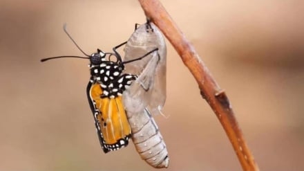 Kadim Fars Nasihatleri | Söz Yeter, Artık Eylem Zamanı