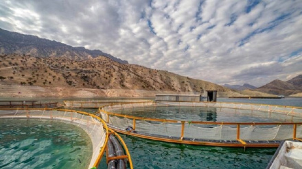 İran’ın Su Ürünleri İhracatı 700 Milyon Doları Aştı