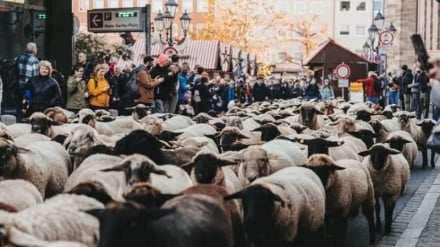 ドイツ | 街中で羊の群れが冬の行軍、軍艦では招かれざる客が大暴れ