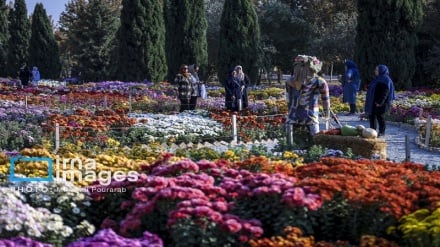 جشنواره گل‌های داوودی