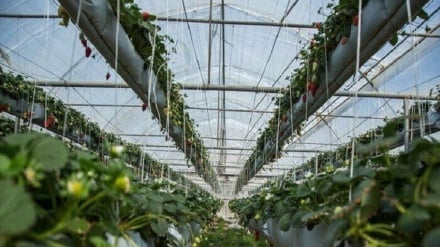 Ərdəbil; az su istehlak edən, ixrac yönlü məhsulların inkişaf mərkəzi