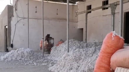 توقف تجارت با پاکستان در بازار پنبه ولایت بلخ کار خودش را کرد