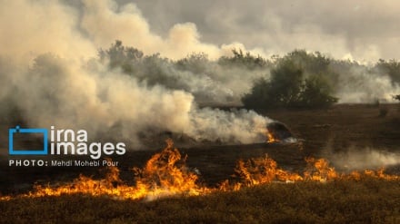Media Internasional: Kebakaran Hutan Hirkani Ancaman bagi Warisan Alam Dunia