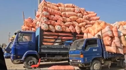 طلای سفید هلمند به زودی راهی ایران می‌شود