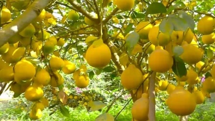 لیموی تخار روی دست باغداران مانده است 