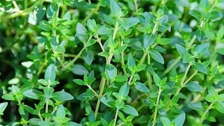 طب سنتی | آویشن؛ اکسیر طبیعی برای روزهای سرد زمستان