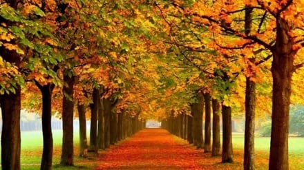 Quluston;İroni şimol-şərği çandə həzo ranqi vəhışt