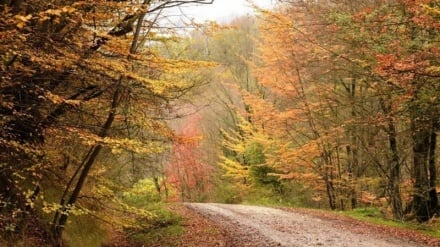 Эрон шимолидаги Гулистон вилоятининг гўзал табиати билан танишинг 