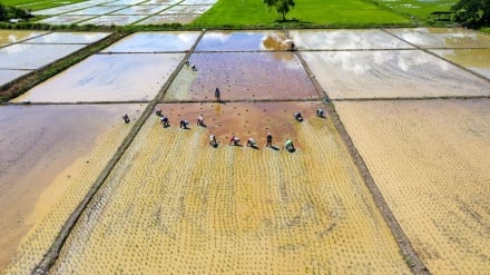 Qiloni bırzi fermeron de dıminə məhsuli çandə milyard bəroməşon bə dast vardə